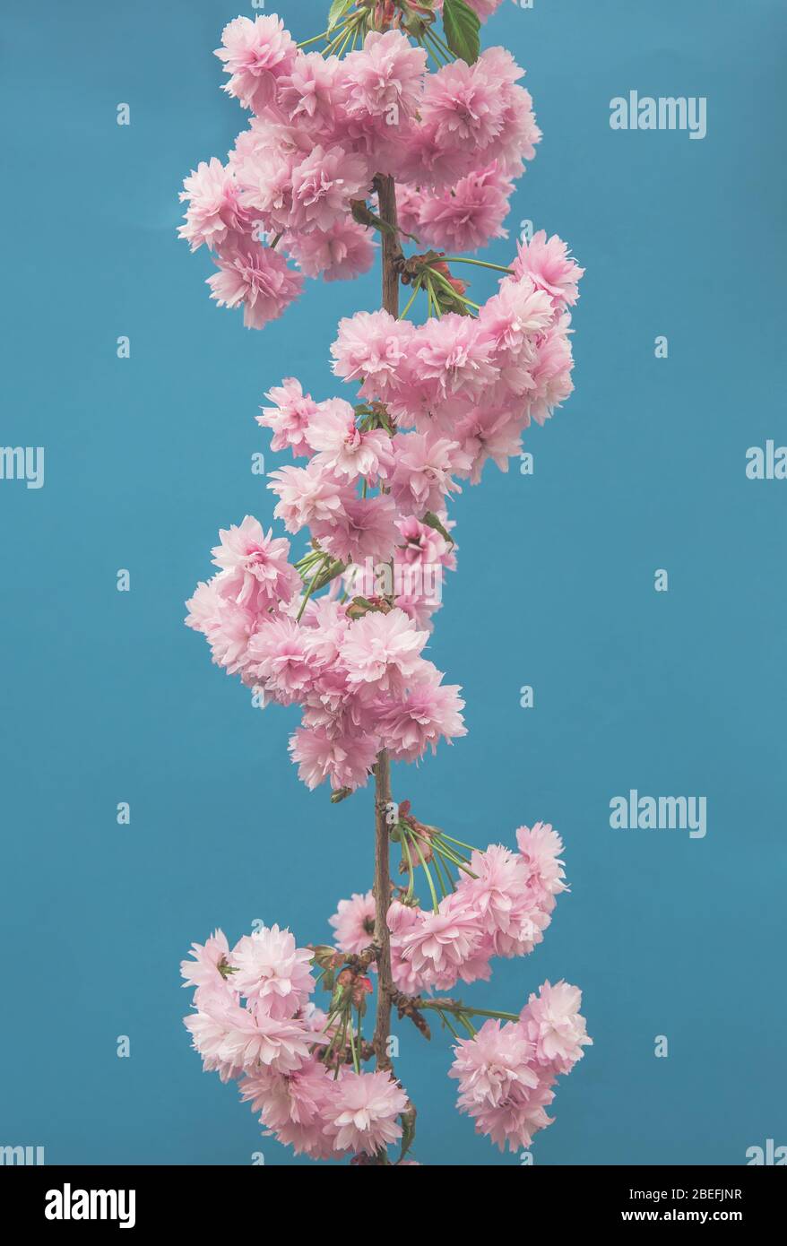 La delicata fioritura rosa sul ramo di un ciliegio fiorito in un giardino di campagna inglese su sfondo blu con spazio copia Foto Stock