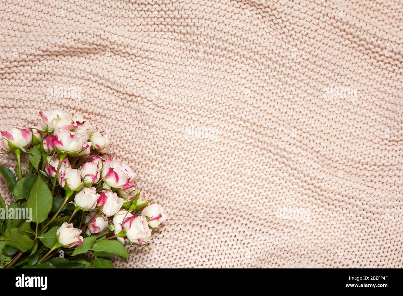 Bouquet di rose piccole su coperta rosa polverosa. Disposizione piatta. Vista dall'alto. Orizzontale, spazio di copia. 8 marzo, 14 febbraio, San Valentino, Madre, Festa della Donna Foto Stock