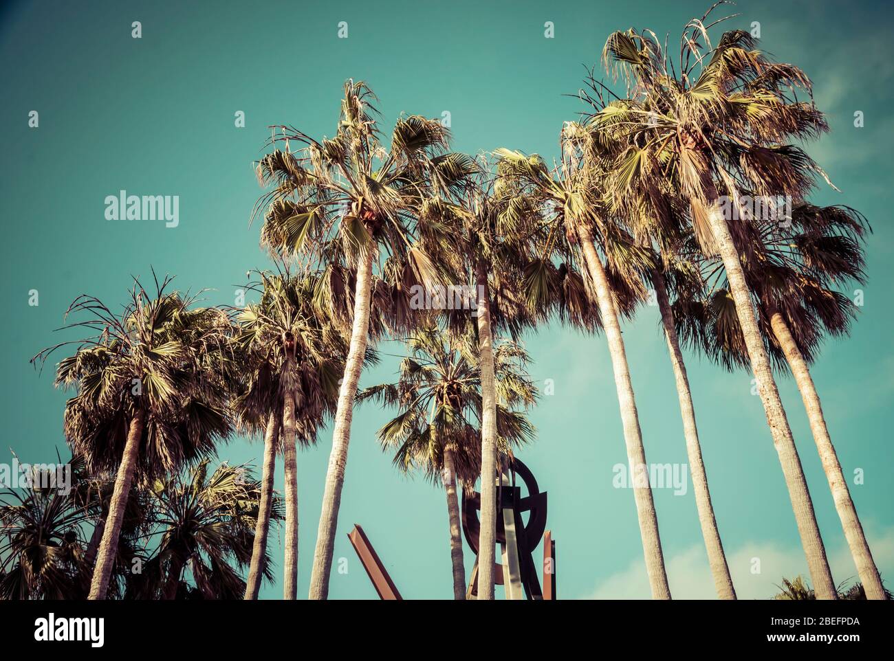 palma in giornata di sole con sfondo blu cielo. Foto Stock