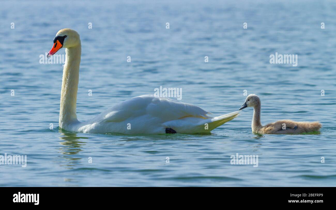 Mute swan e cygnet sull'acqua sul lago Leman, Ginevra, Svizzera Foto Stock