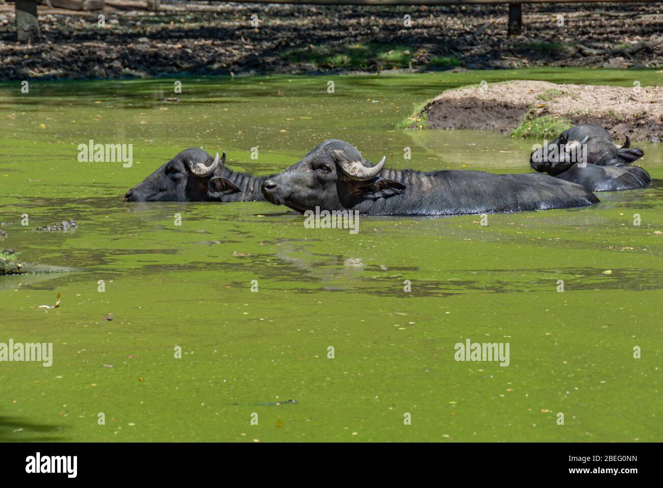 Bufalo d'acqua in una laguna in Auto Safari Chapín in Guatemala Foto Stock