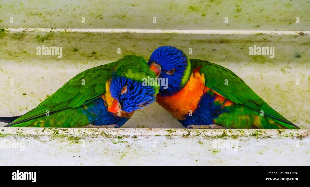 Bella coppia di parakeet arcobaleno che si preda l'altro, tipico comportamento degli uccelli, specie animali tropicali dall'Australia Foto Stock