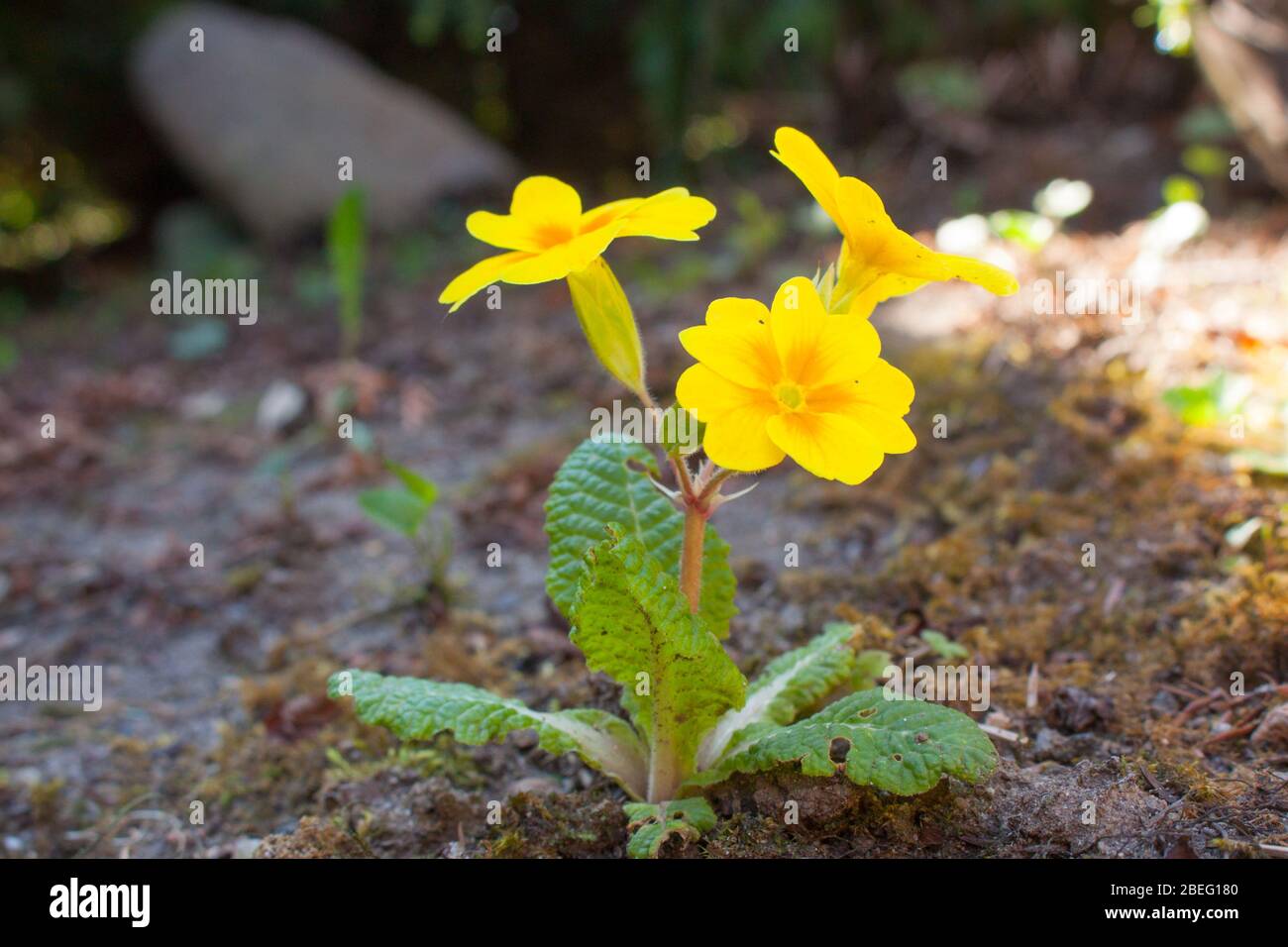 Primose primula vulgaris fiore giallo Foto Stock