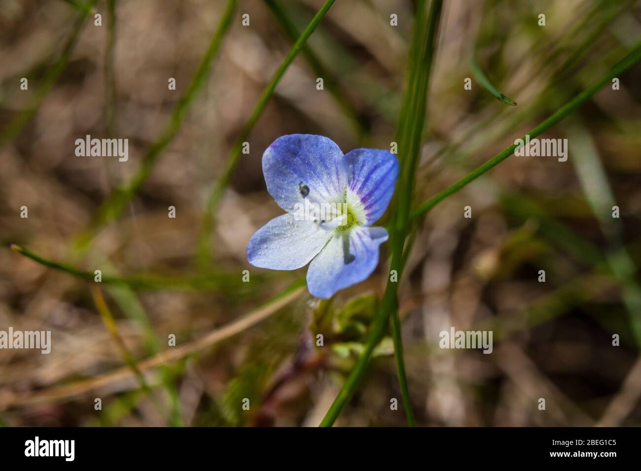 Birdeye o campo speedwell Veronica persica Foto Stock