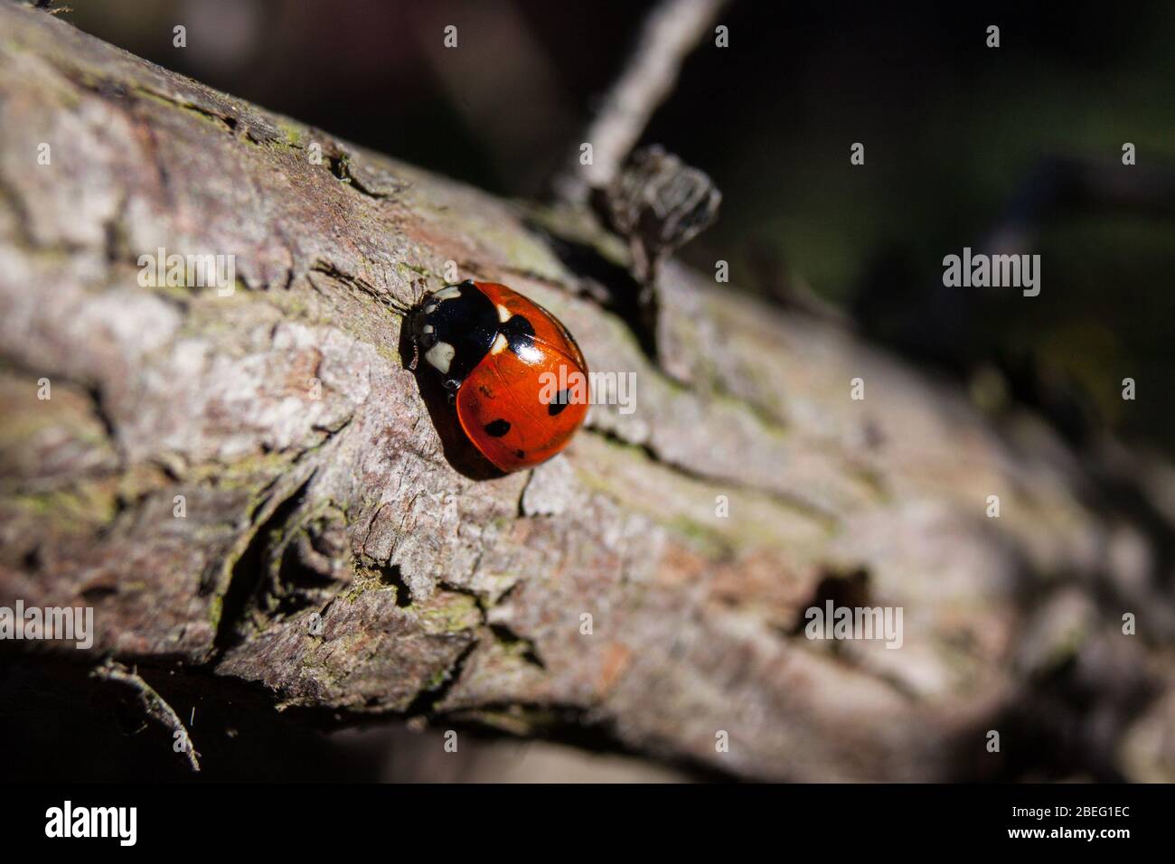 Sette macchietti coccinella settempunctata Foto Stock