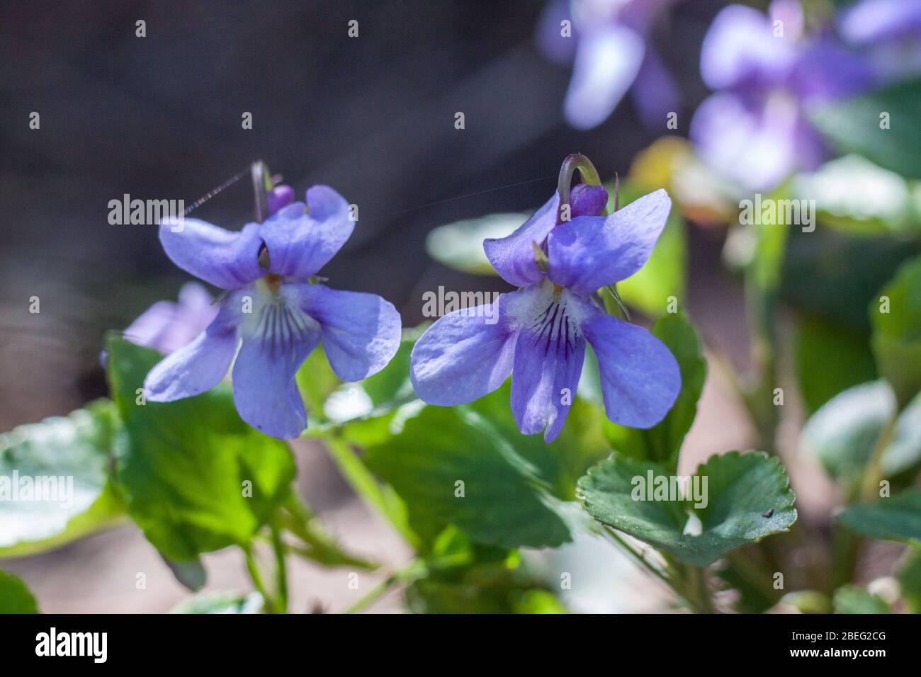 Viola reichenbachiana, il cane-violetto precoce Foto Stock