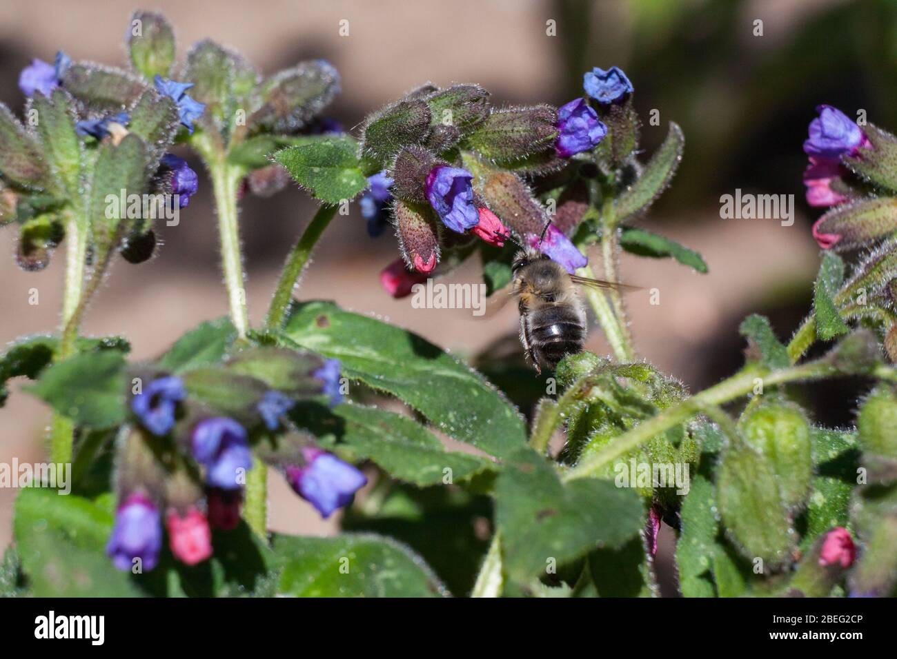 Ape europea di miele (Apis mellifera) con ungwort Foto Stock