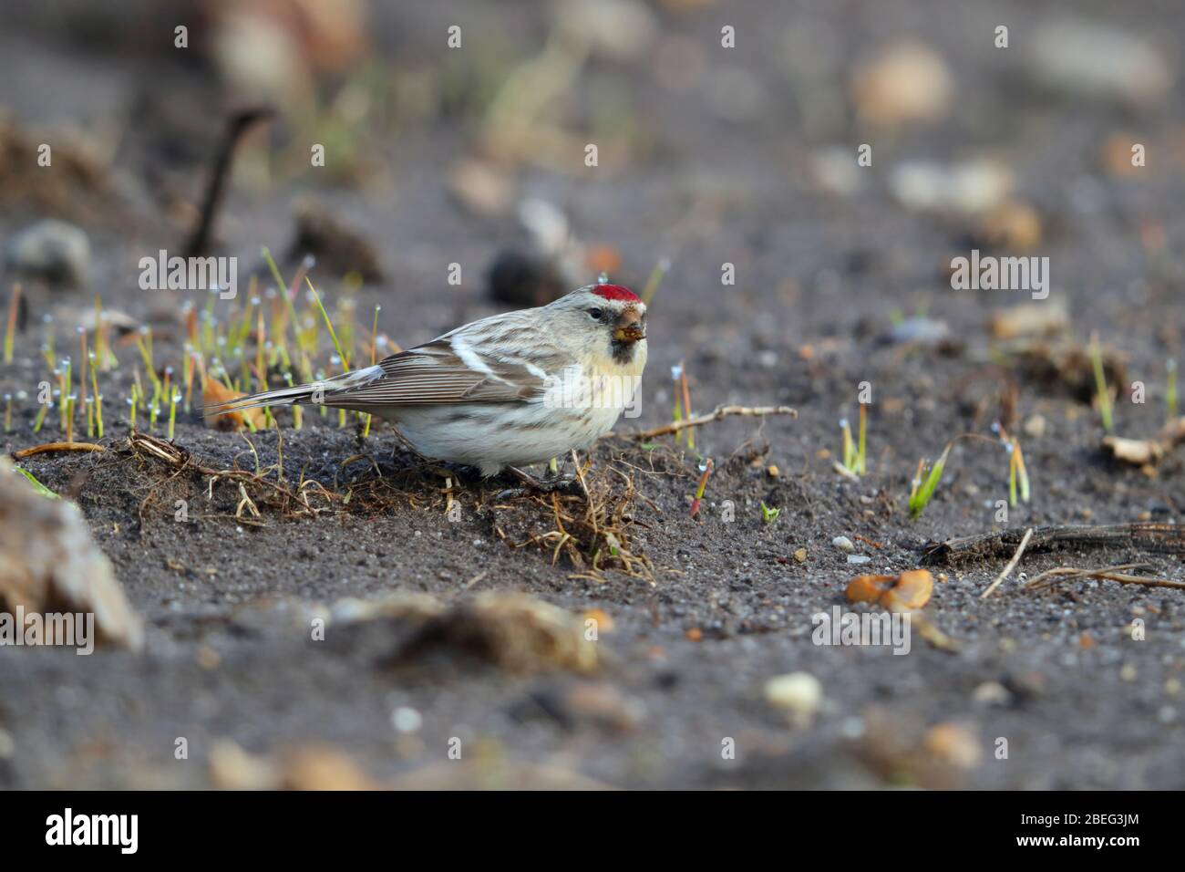 Un Vagrant primo inverno Coues's Arctic Redpolle (Aantichis hornemanni exilipes) che si nuce sul terreno all'inizio della primavera a Suffolk, Regno Unito Foto Stock