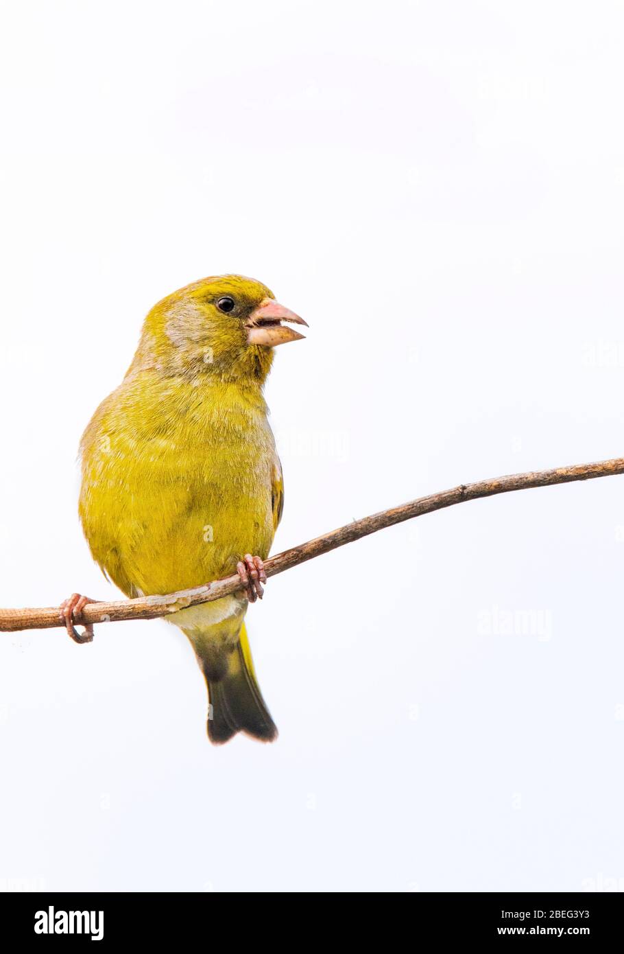 Greenfinch, Chloris Chloris, uccello selvatico di medie dimensioni, arroccato su un ramo, Regno Unito Bedfordshire, aprile 2020 Foto Stock