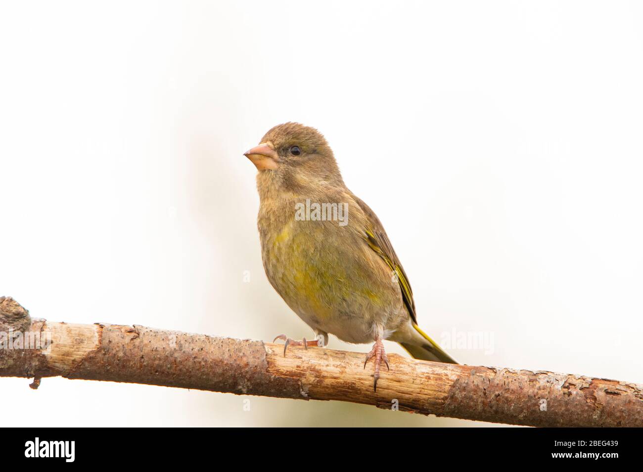 Greenfinch, Chloris Chloris, uccello selvatico di medie dimensioni, arroccato su un ramo, Regno Unito Bedfordshire, aprile 2020 Foto Stock