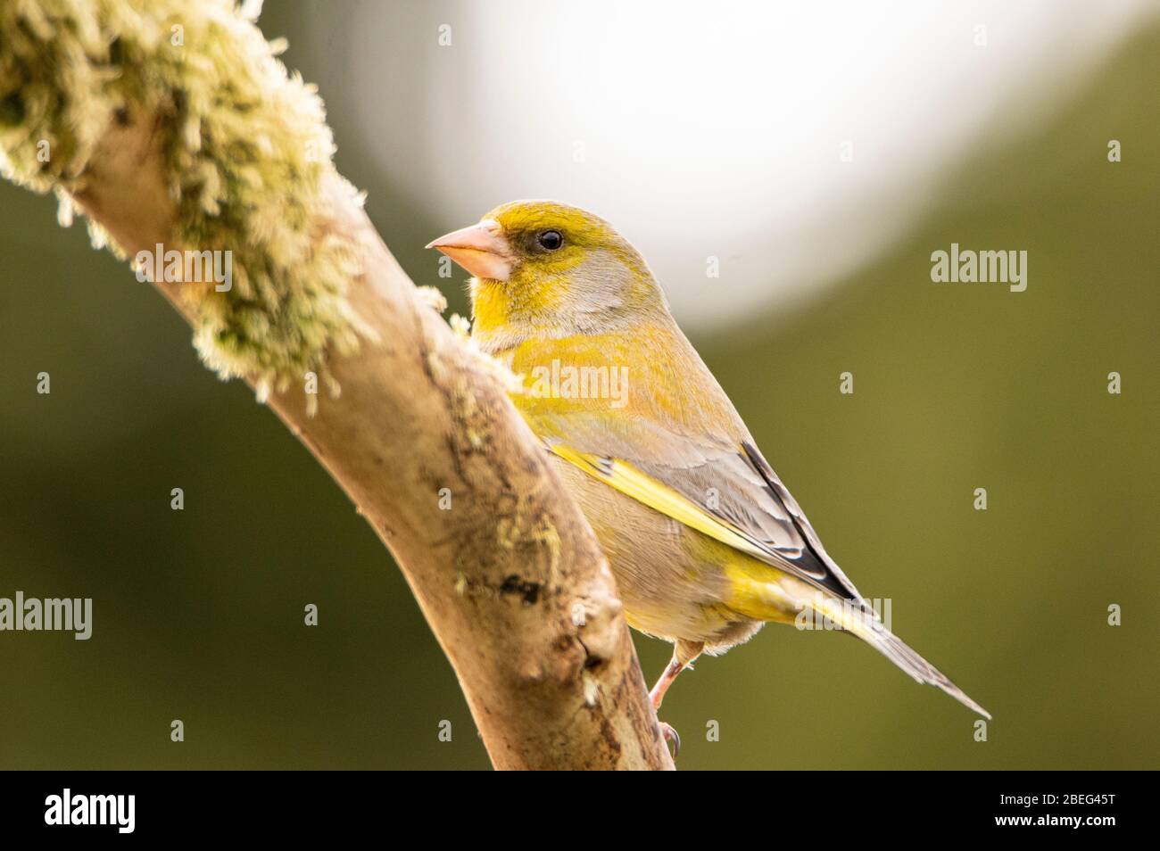 Greenfinch, Chloris Chloris, uccello selvatico di medie dimensioni, arroccato su un ramo, Regno Unito Bedfordshire, aprile 2020 Foto Stock