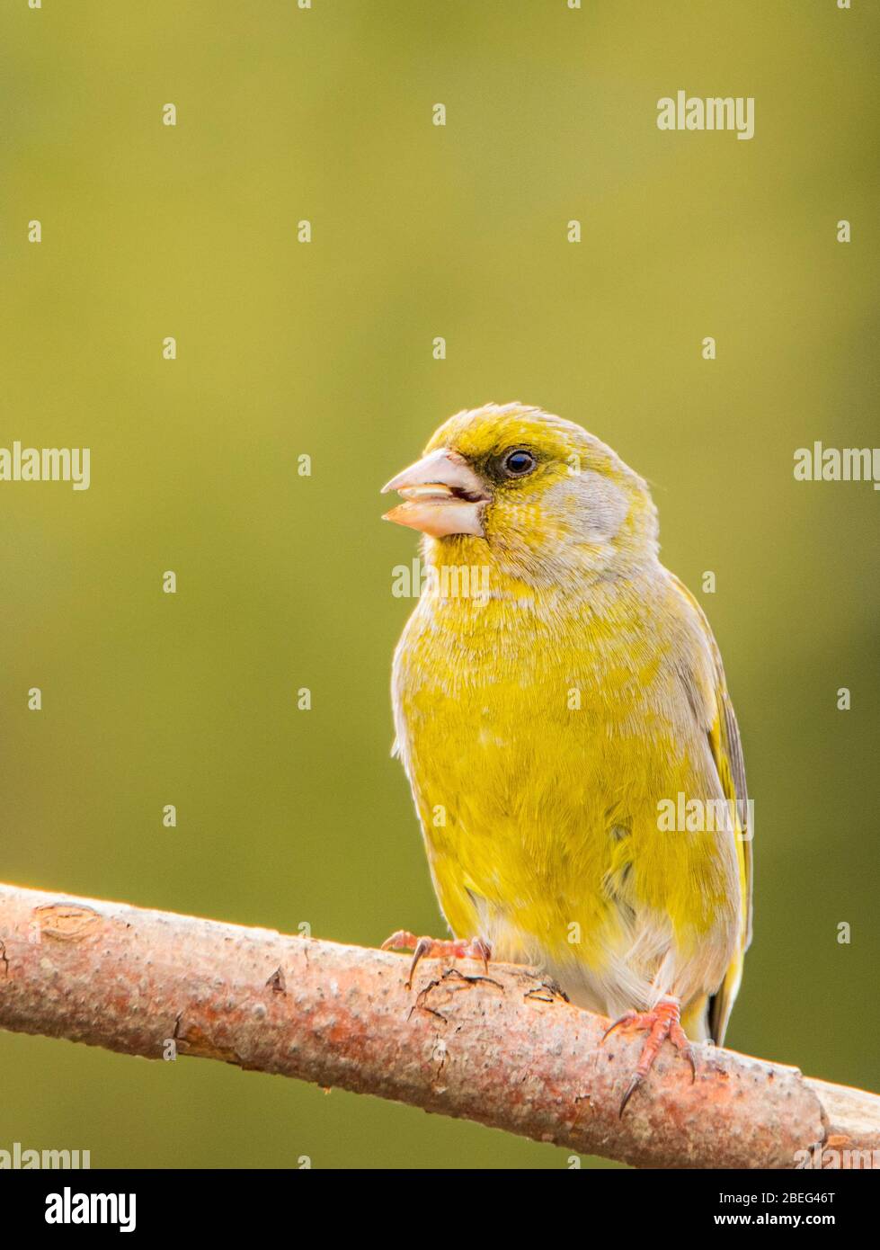 Greenfinch, Chloris Chloris, uccello selvatico di medie dimensioni, arroccato su un ramo, Regno Unito Bedfordshire, aprile 2020 Foto Stock