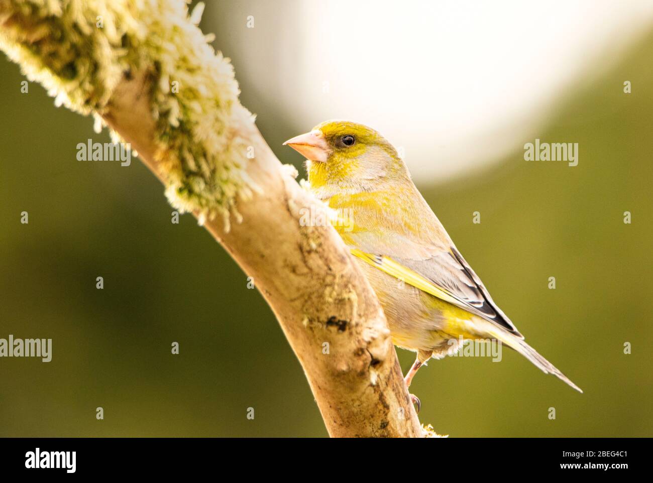 Greenfinch, Chloris Chloris, uccello selvatico di medie dimensioni, arroccato su un ramo, Regno Unito Bedfordshire, aprile 2020 Foto Stock