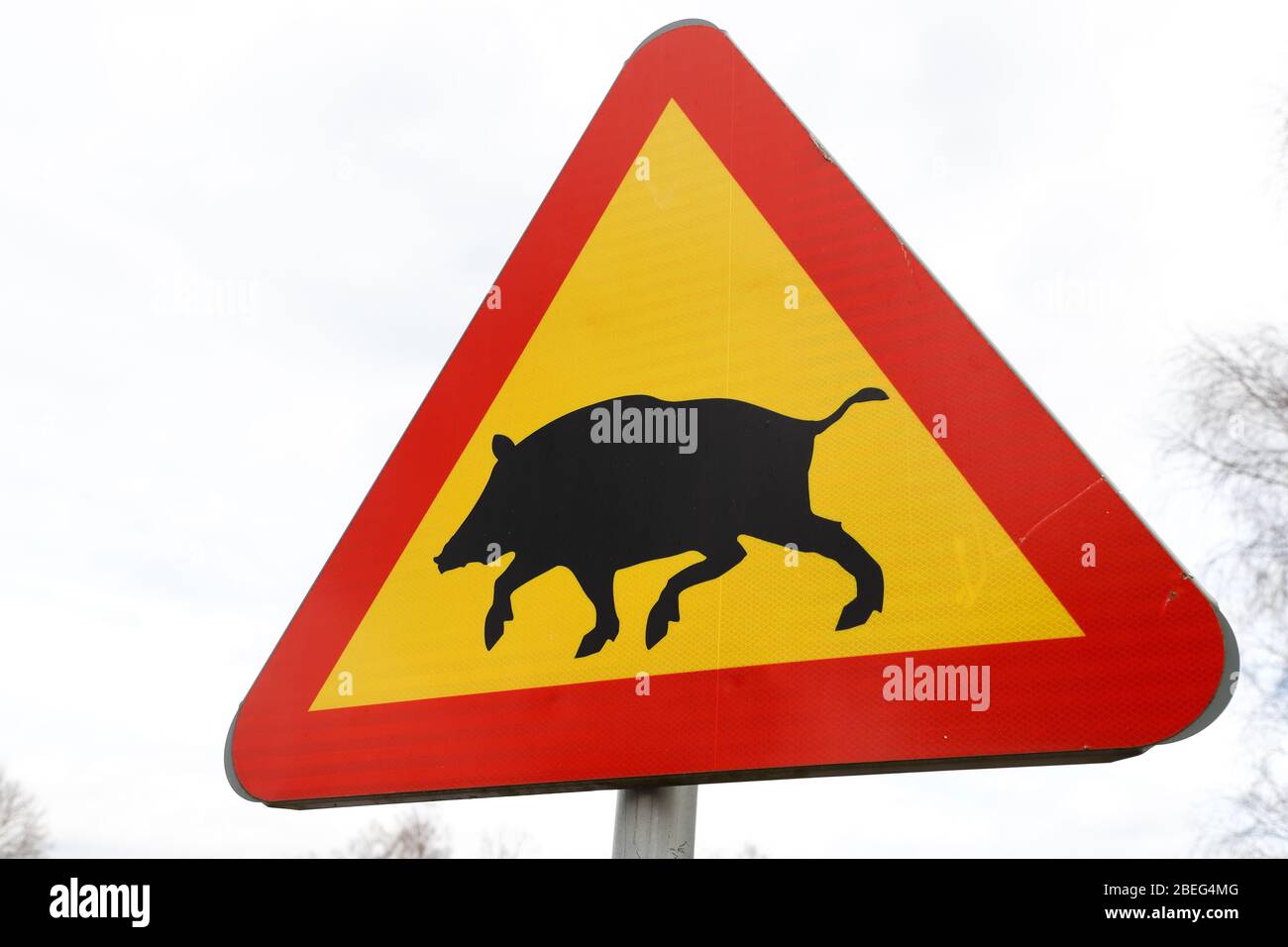 Primo piano di un cartello stradale svedese di allerta per i cinghiali. Foto Stock