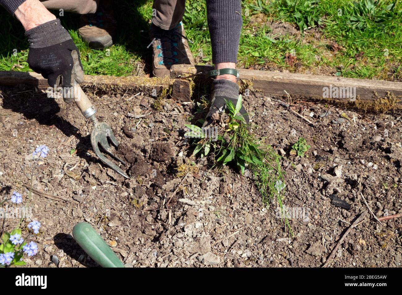 Donna anziana che lavora nel giardinaggio erbacce in un letto sollevato in primavera scavando erbacce per piantare piante di fiori semi Galles UK KATHY DEWITT Foto Stock