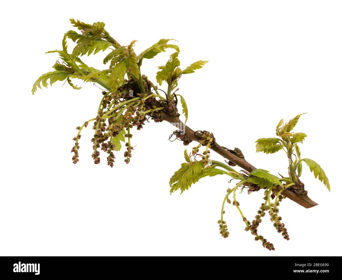 Fogliame emergente e fiori pollinati a vento della quercia sessile nativa del Regno Unito, Quercus petraea, su sfondo bianco Foto Stock