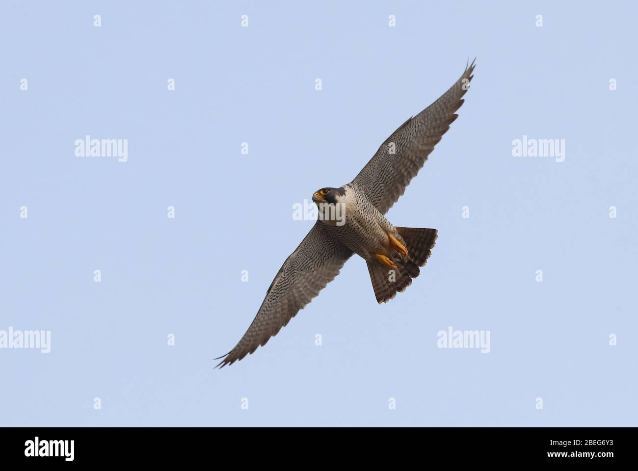 Peregrina adulta intorno al Campanile della Chiesa di Cromer Foto Stock