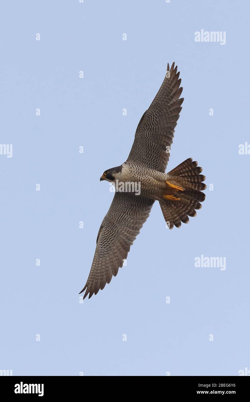 Peregrina adulta intorno al Campanile della Chiesa di Cromer Foto Stock