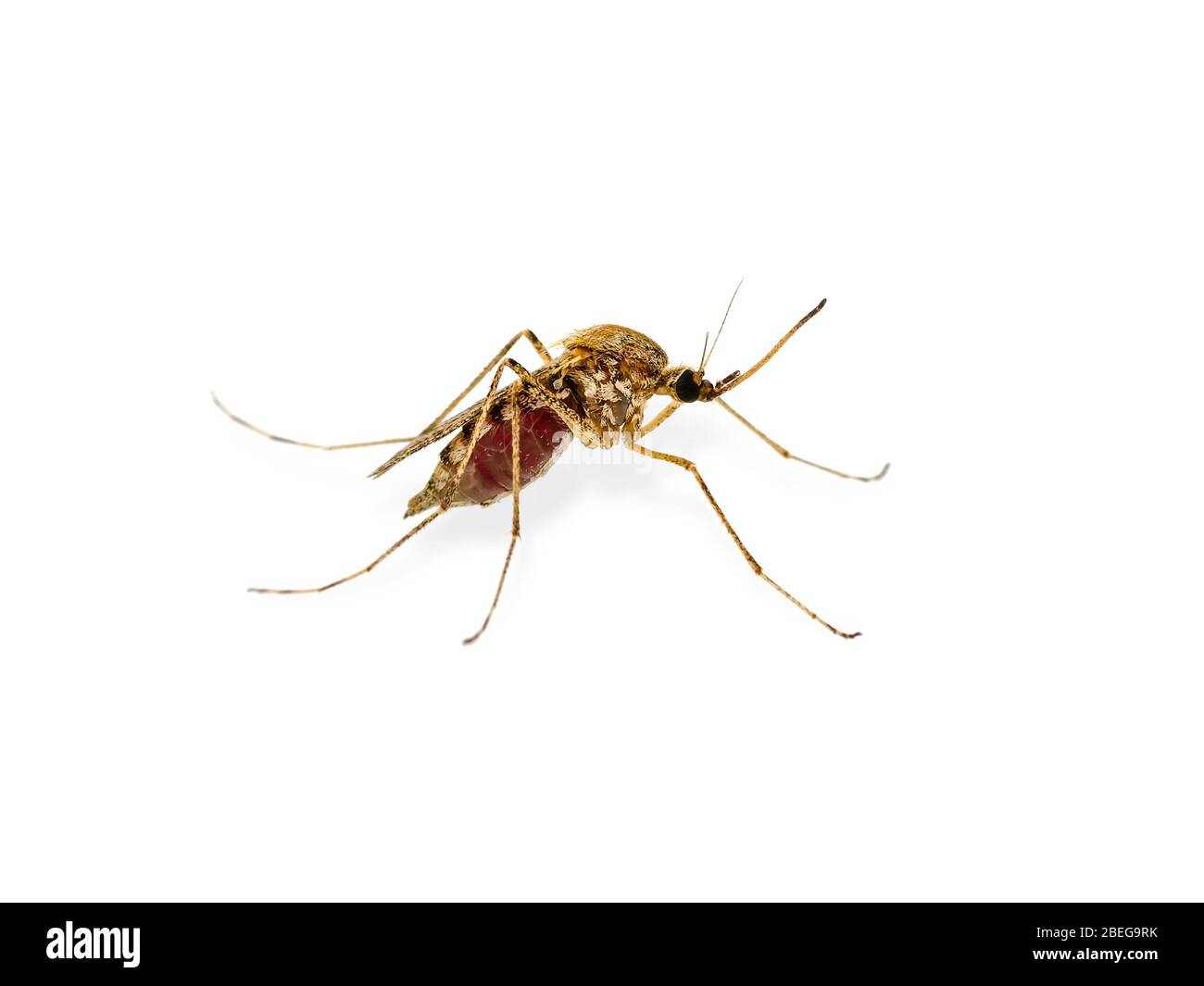 Malaria infettato Culex zanzara insetto isolato su bianco. Leishmaniosi, encefalite, febbre gialla, malattia di Dengue, Mayaro o virus Zika infettiva P Foto Stock