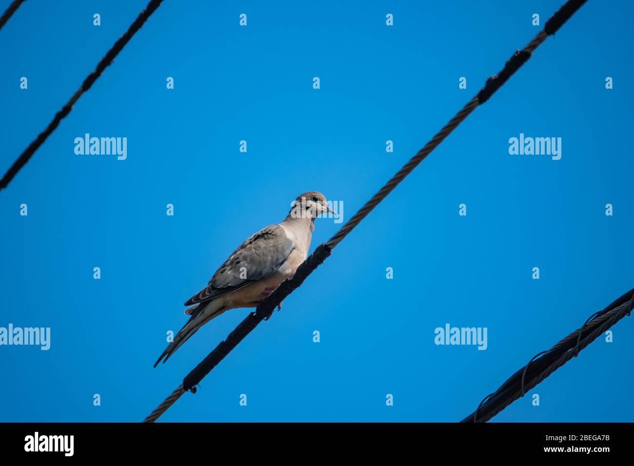 Lutto dove su filo a Springtime Foto Stock