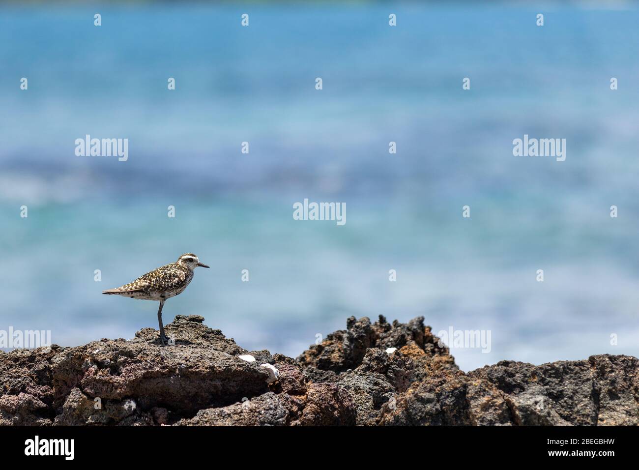 Un Golden Plover del pacifico lungo l'oceano Foto Stock