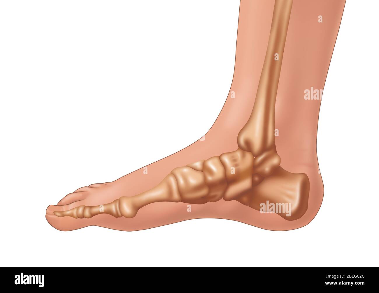 Ossa di piede, illustrazione Foto Stock