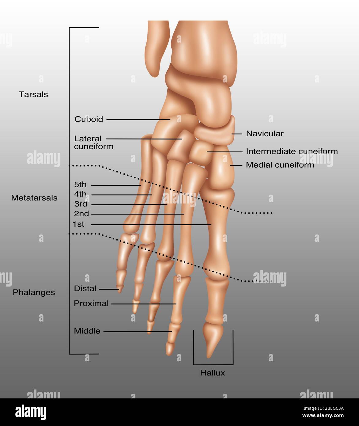 Piedi ossa, illustrazione Foto Stock