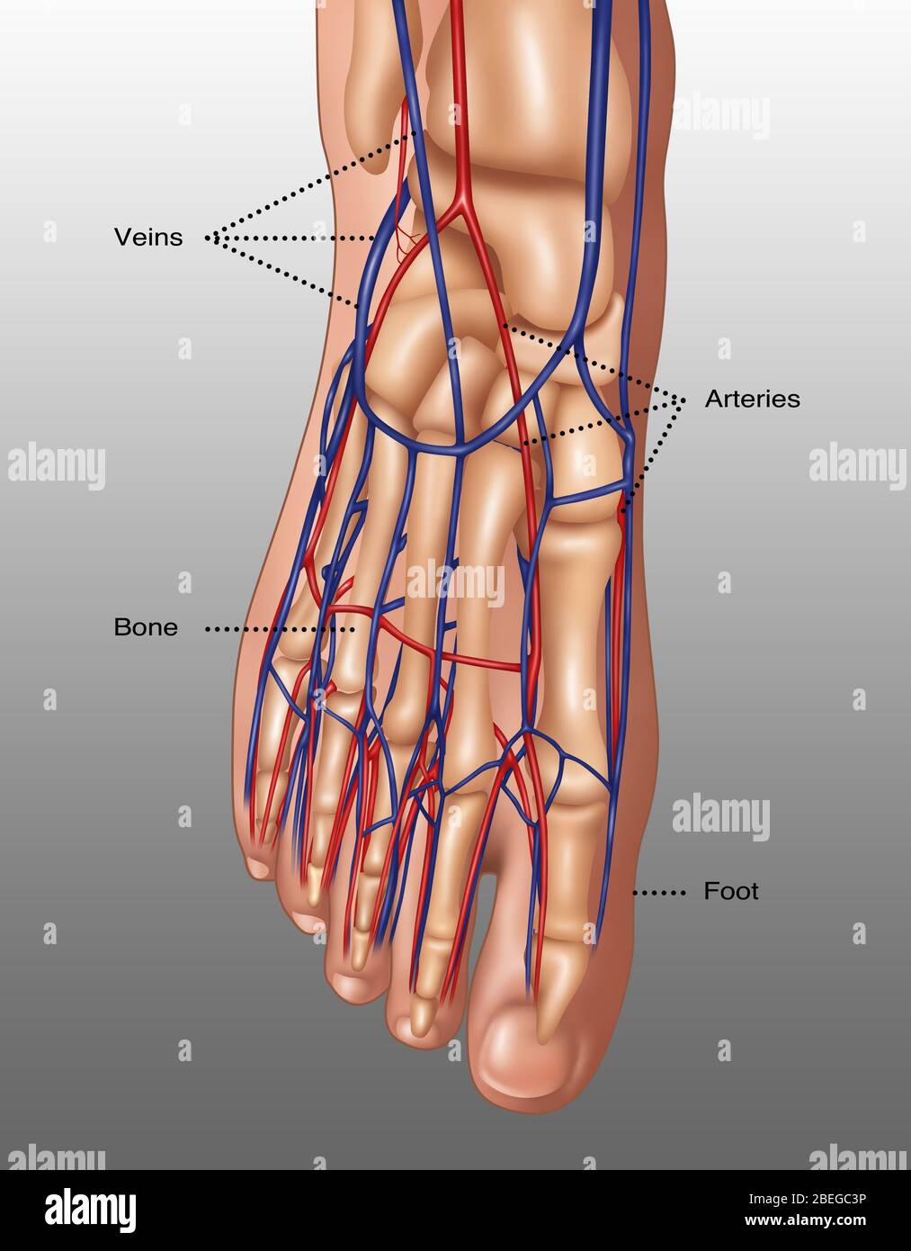 Illustrazione dell'anatomia del piede, inclusi cute, ossa, arterie (rosse) e vene (blu). Le dita dei piedi sono costituite dalle ossa di falange (falangi), due per l'alluce grande (in basso a destra) e tre per gli altri. Le ossa metatarsali nel mezzo-piede collegano le falangi alle ossa tarsali. Le ossa tarsali includono le ossa cuneiformi, le ossa cuboide e le ossa del tallone. Queste ossa si articolano con le ossa della gamba inferiore, la fibula e la tibia (osso dello shin), per formare la caviglia. Foto Stock