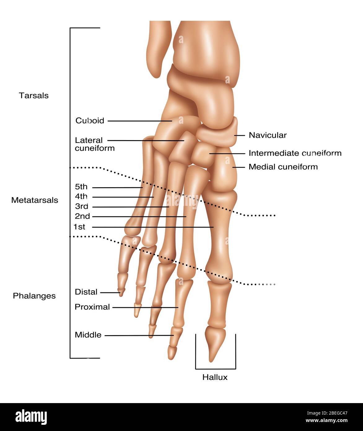 Piedi ossa, illustrazione Foto Stock