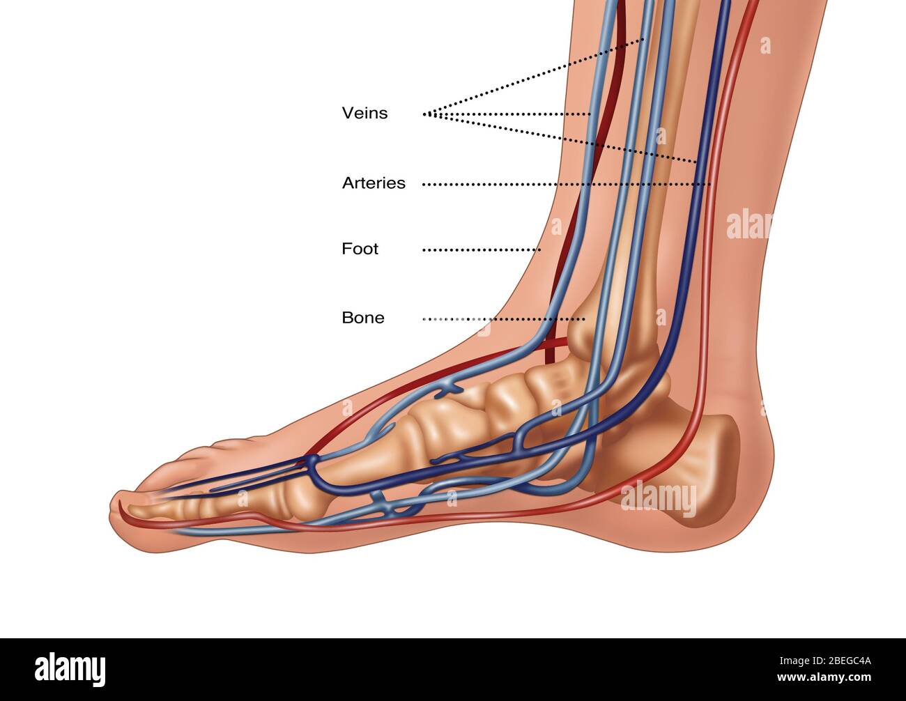Anatomia del piede, illustrazione Foto Stock