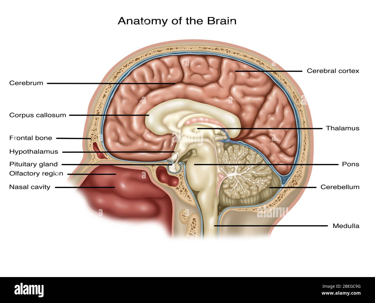 Anatomia del cervello, illustrazione Foto Stock