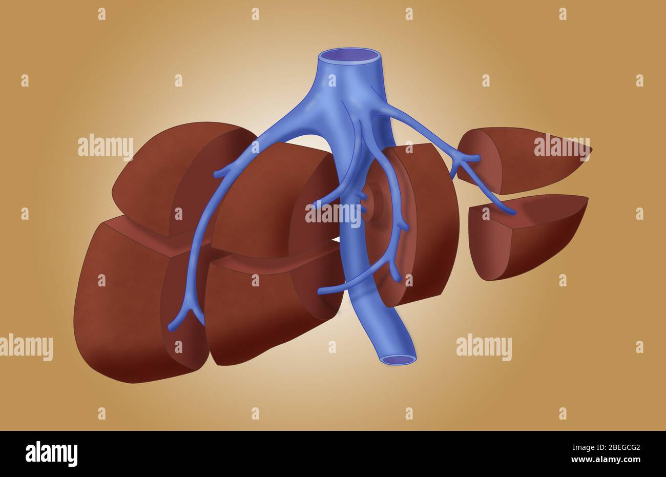 Segmenti del fegato, illustrazione Foto Stock