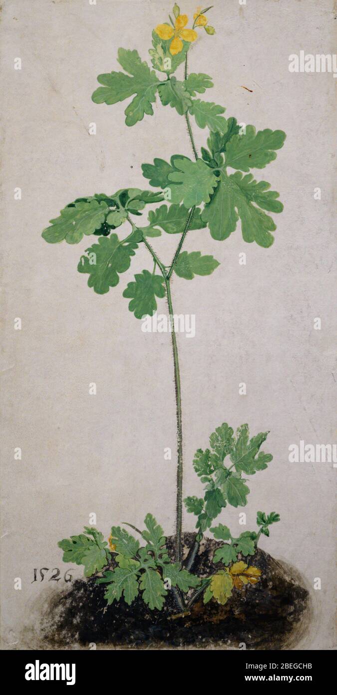 Celandine (c. 1495/1500) di Albrecht Dürer (1471 – 1528). Colore dell'acqua e del corpo, su pergamena. Foto Stock