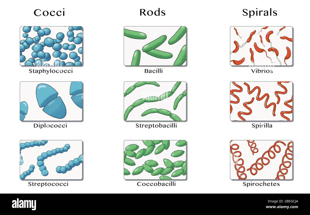 Forme di batteri, illustrazione Foto Stock