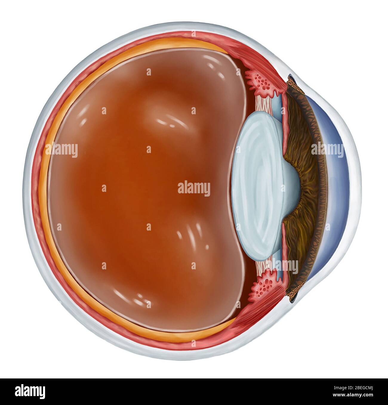 Occhio sano, sezione laterale, illustrazione 2D Foto Stock