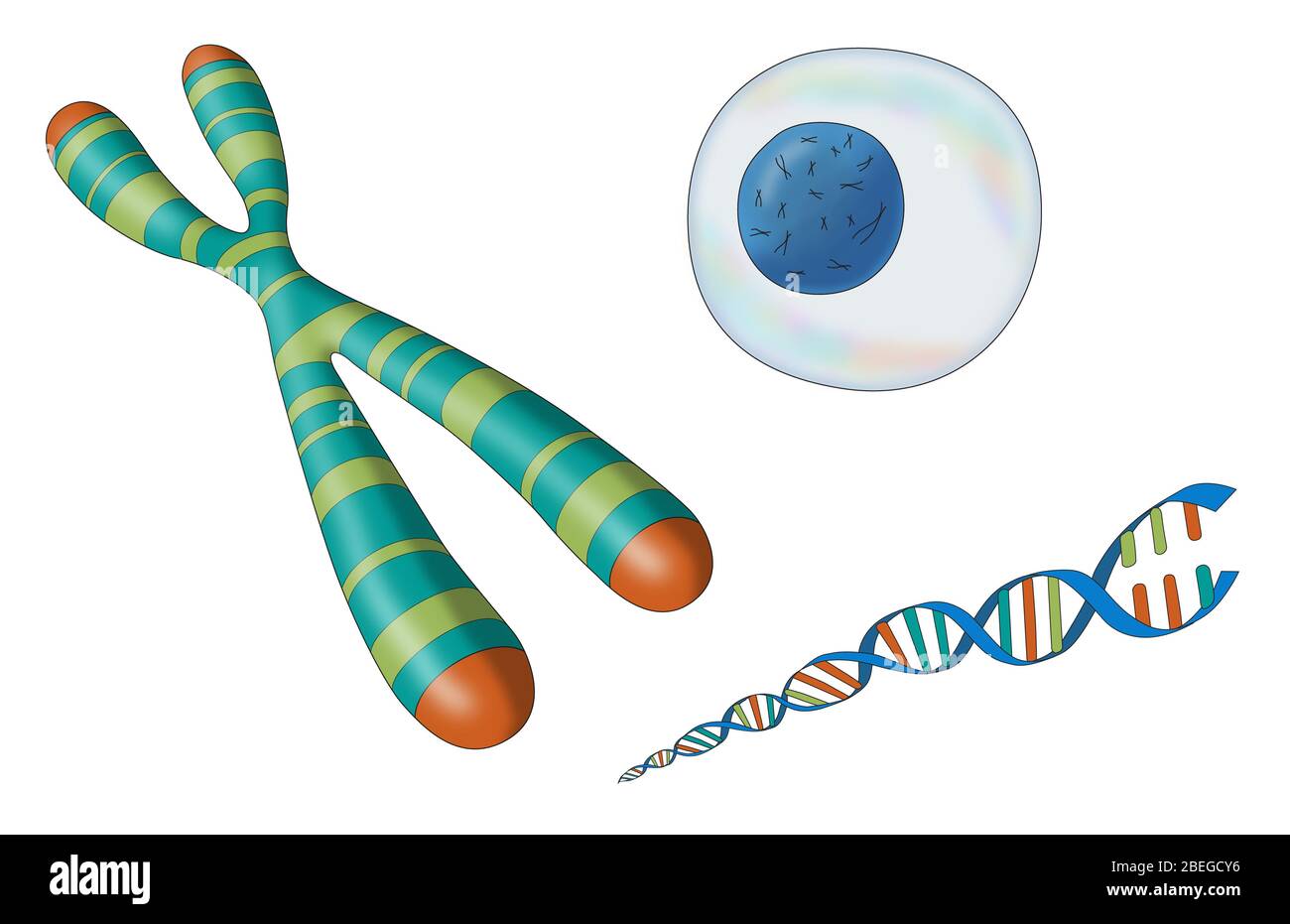 Telomero, cromosoma, DNA e cellule, illustrazione Foto Stock