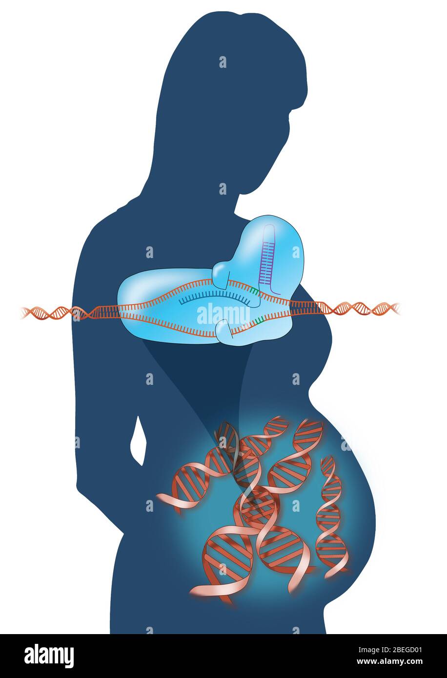 Editing genico CRISPR fetale, illustrazione Foto Stock