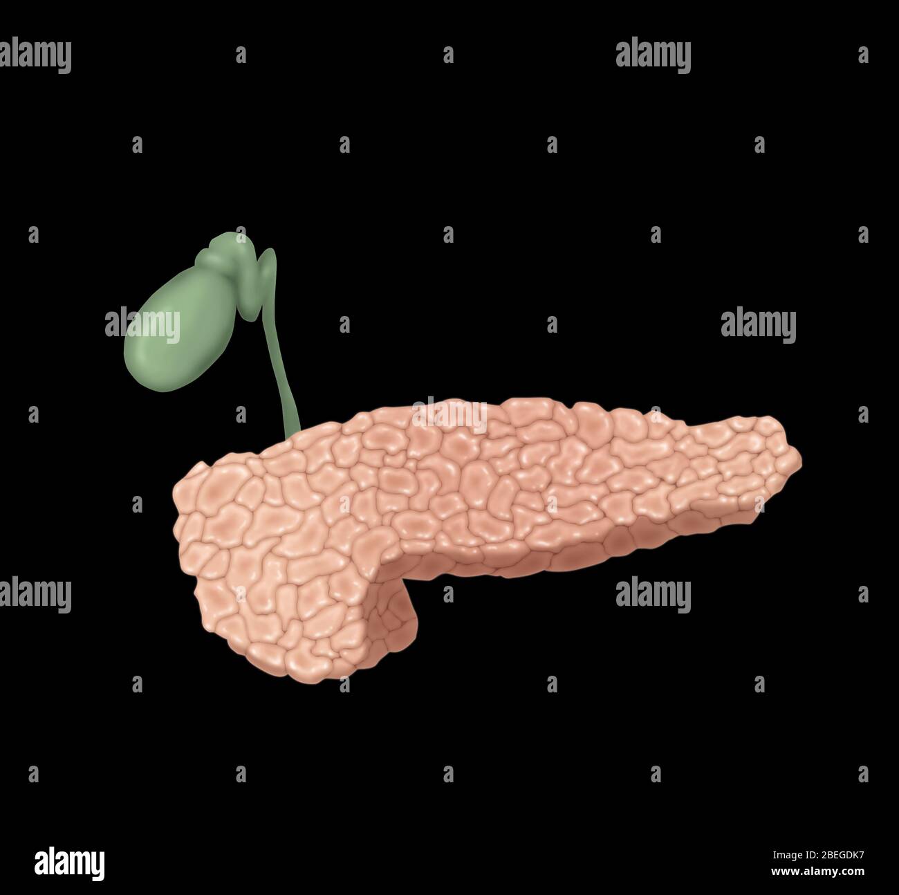 Pancreas e gallbladder Foto Stock