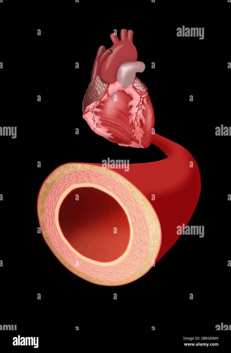 Cuore e arteria Foto Stock