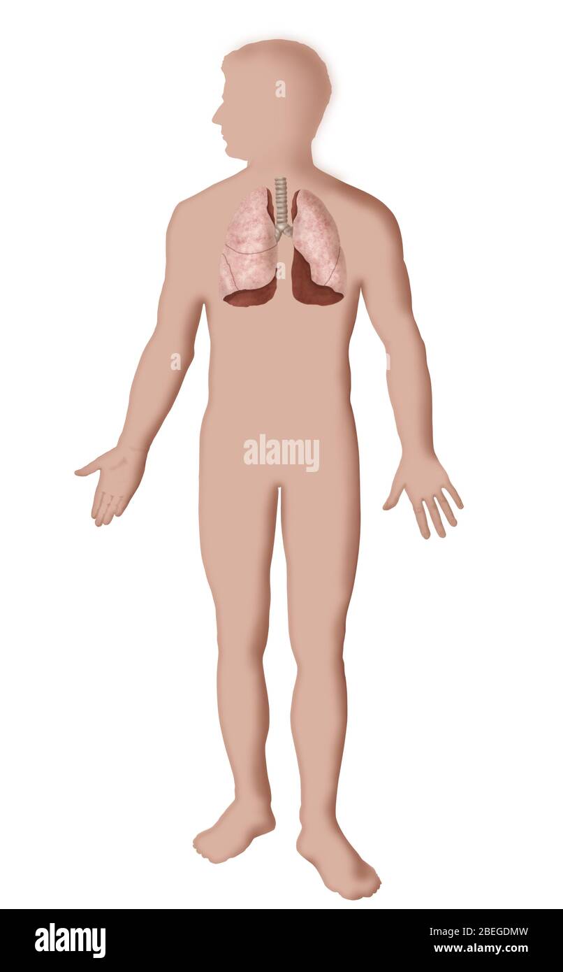 Illustrazione dei polmoni Foto Stock