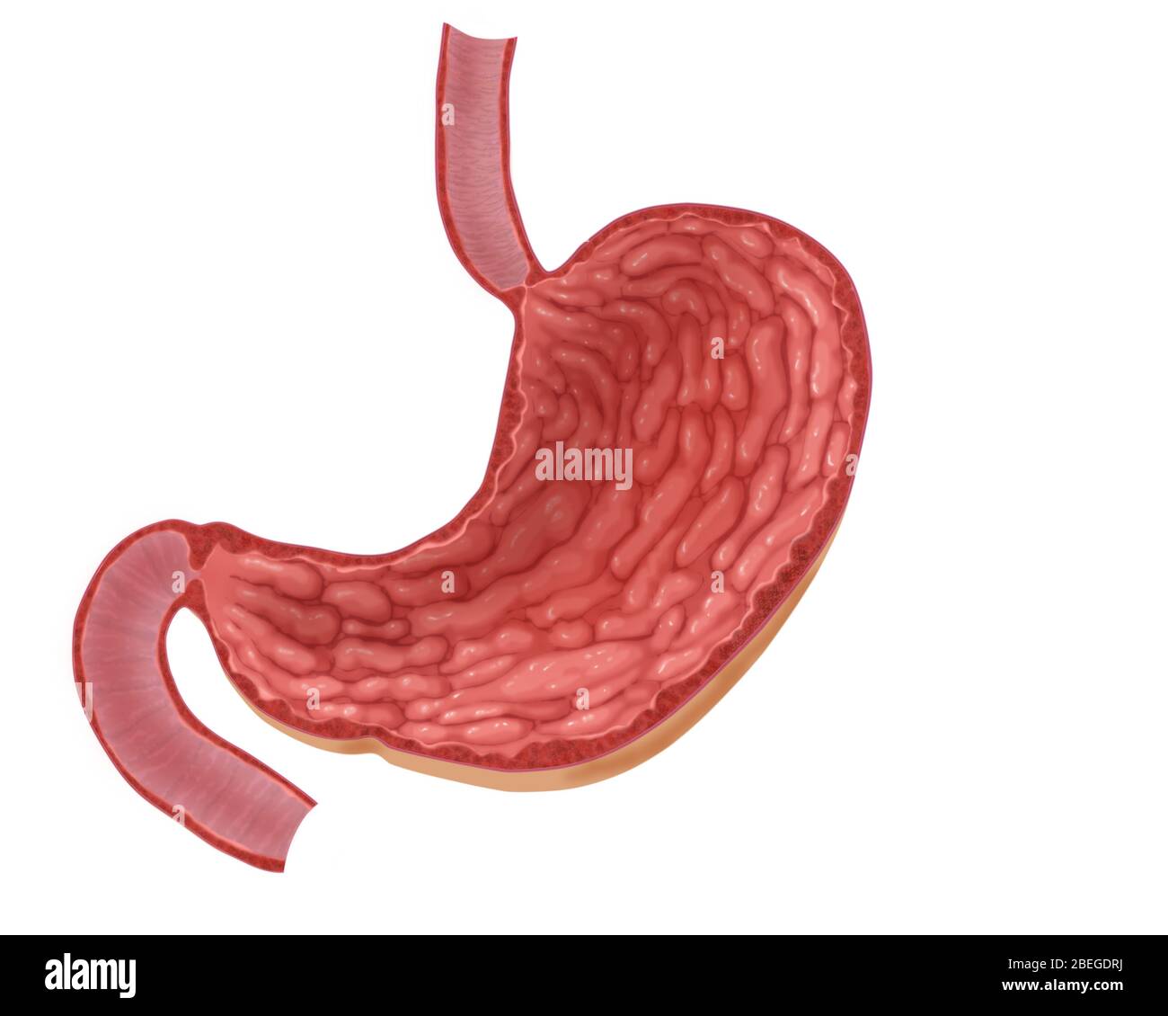 Illustrazione dello stomaco vuoto Foto Stock