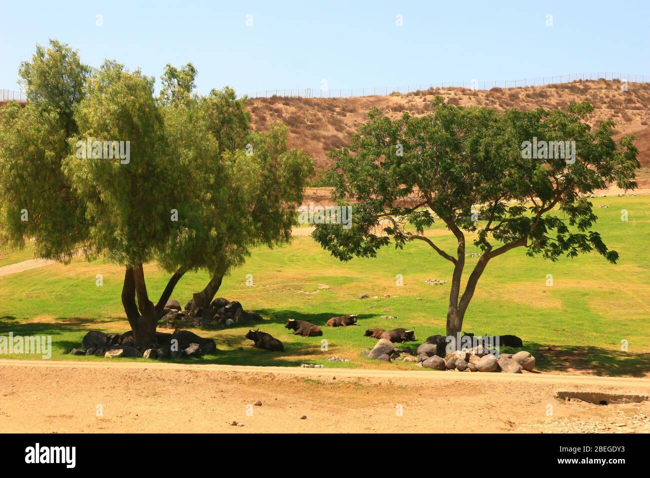 Soleggiato del San Diego Zoo Safari Park in California Foto Stock