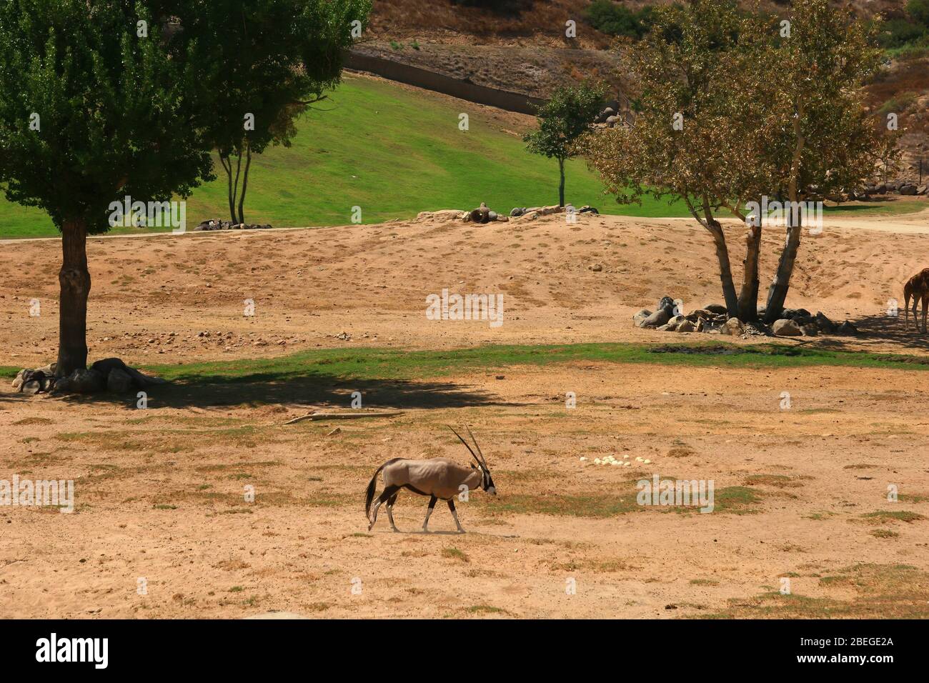 Soleggiato del San Diego Zoo Safari Park in California Foto Stock