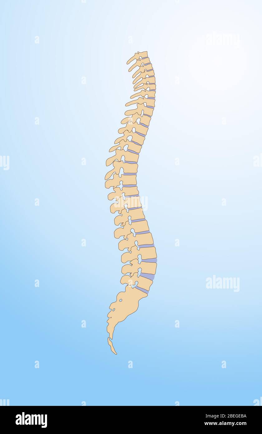 Colonna vertebrale Foto Stock