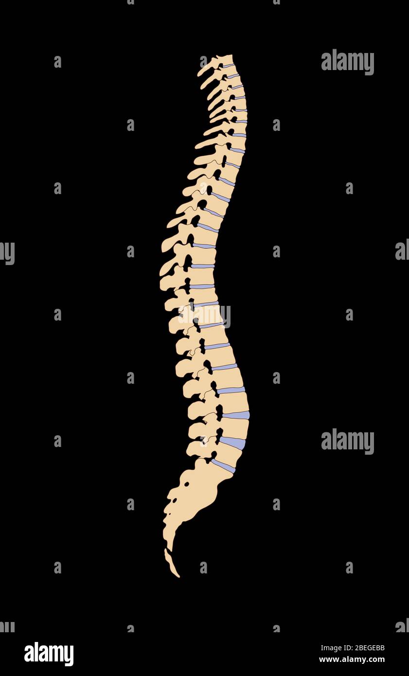 Colonna vertebrale Foto Stock