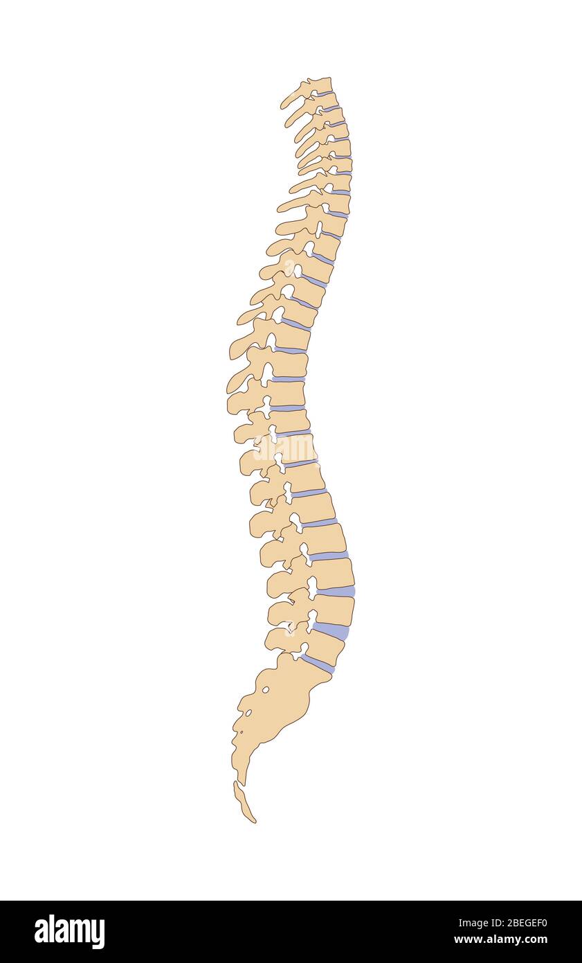 Colonna vertebrale Foto Stock
