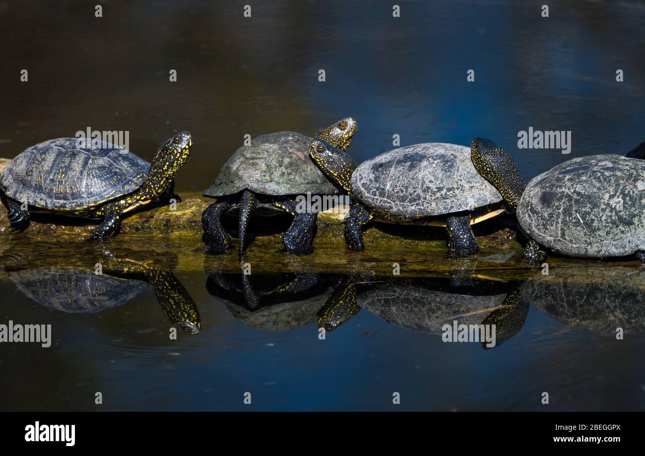 Gruppo di tartarughe marine europee Pond Terrapin che prendono il sole su un albero nel Parco Nazionale delle paludi del Danubio in Austria Foto Stock