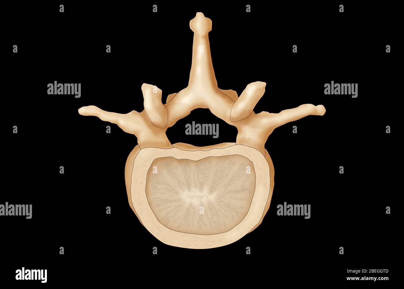 Vertebra lombare Foto Stock