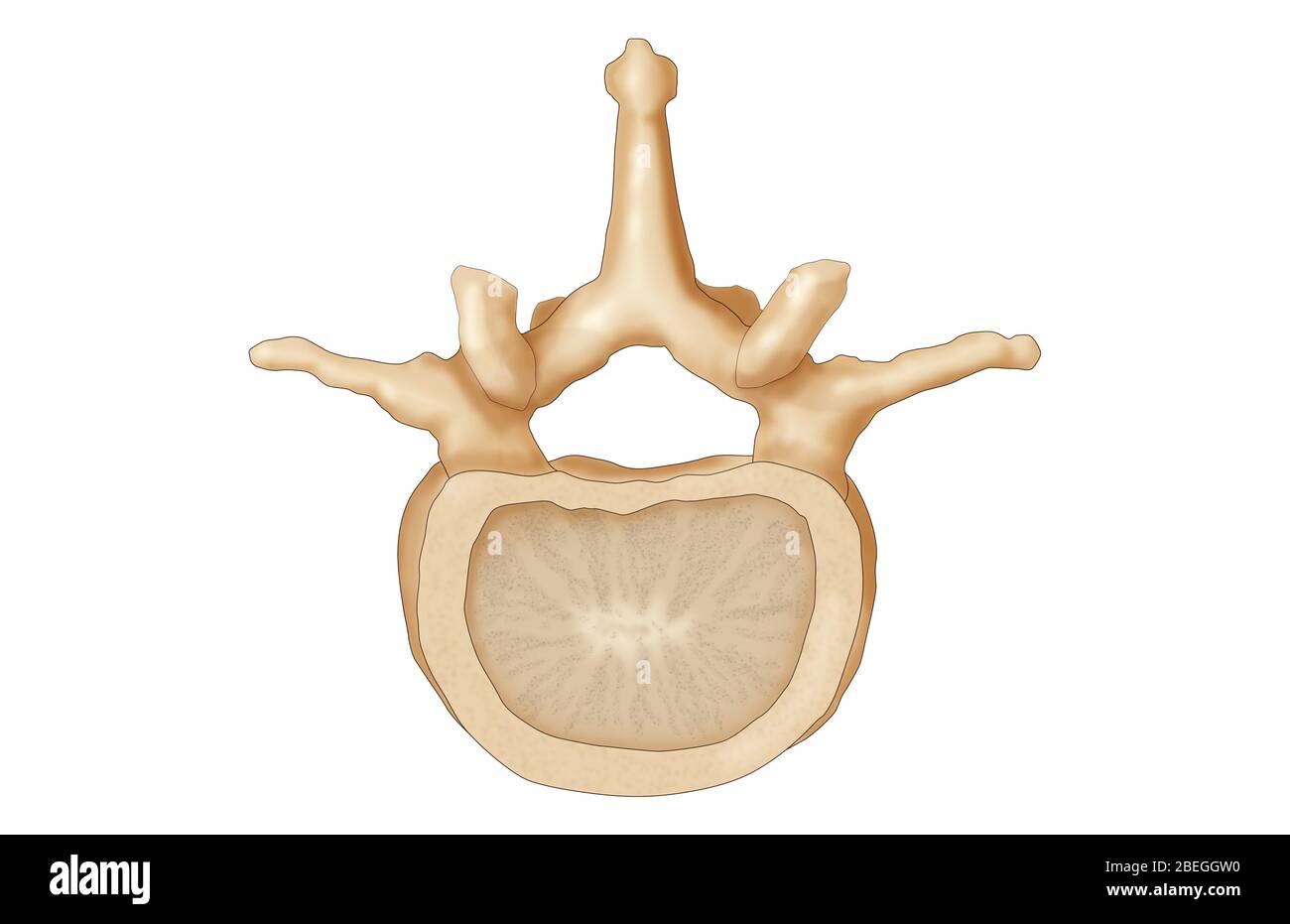 Vertebra lombare Foto Stock