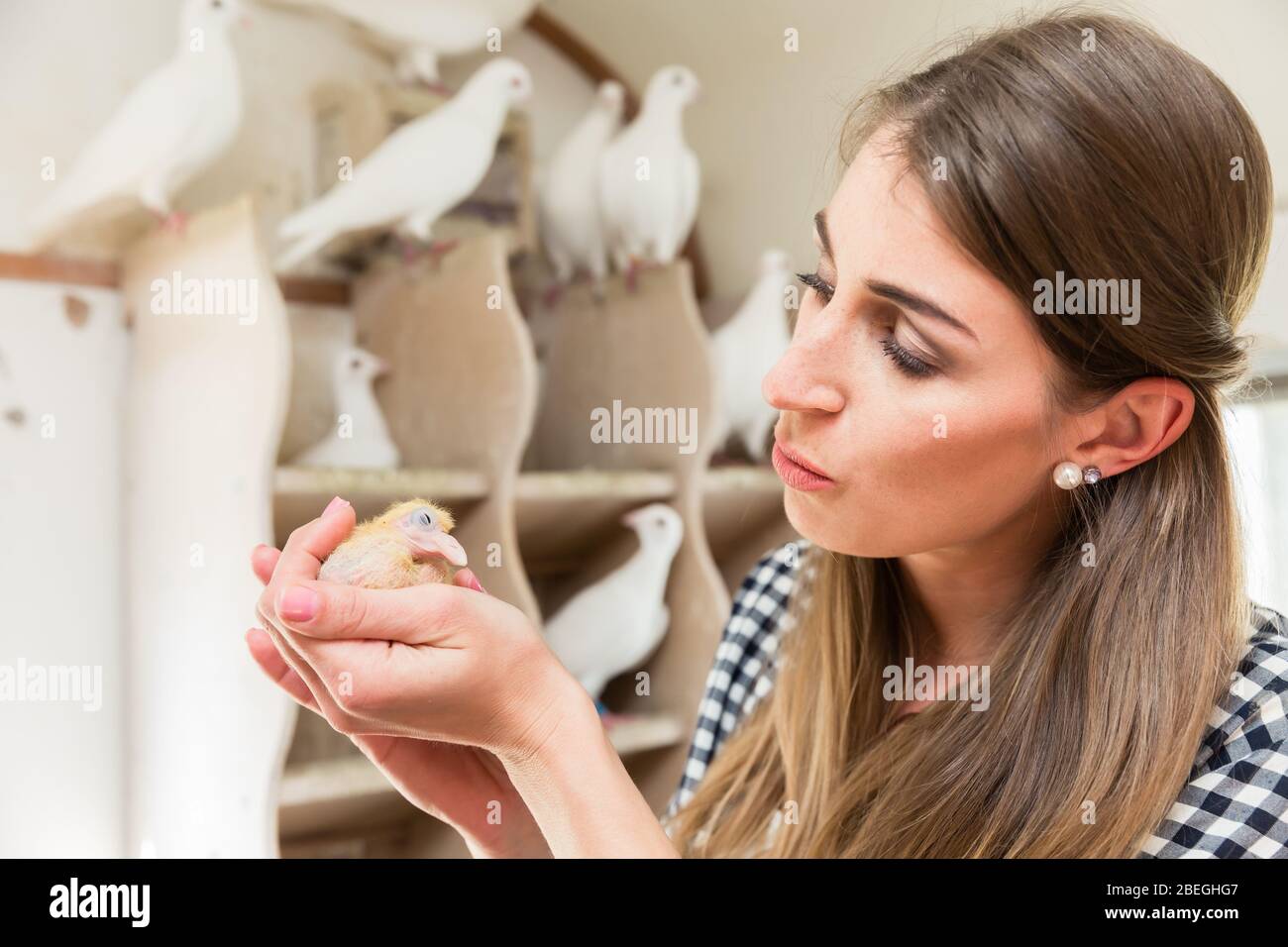 Donna che tiene un pulcino di piccione in loft di piccione Foto Stock